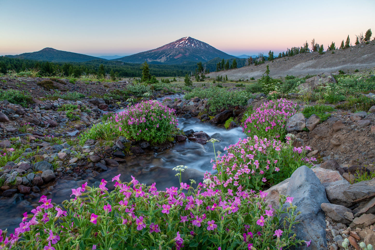 Sunrise Volcano Wildflower - Photography by Pete Alport