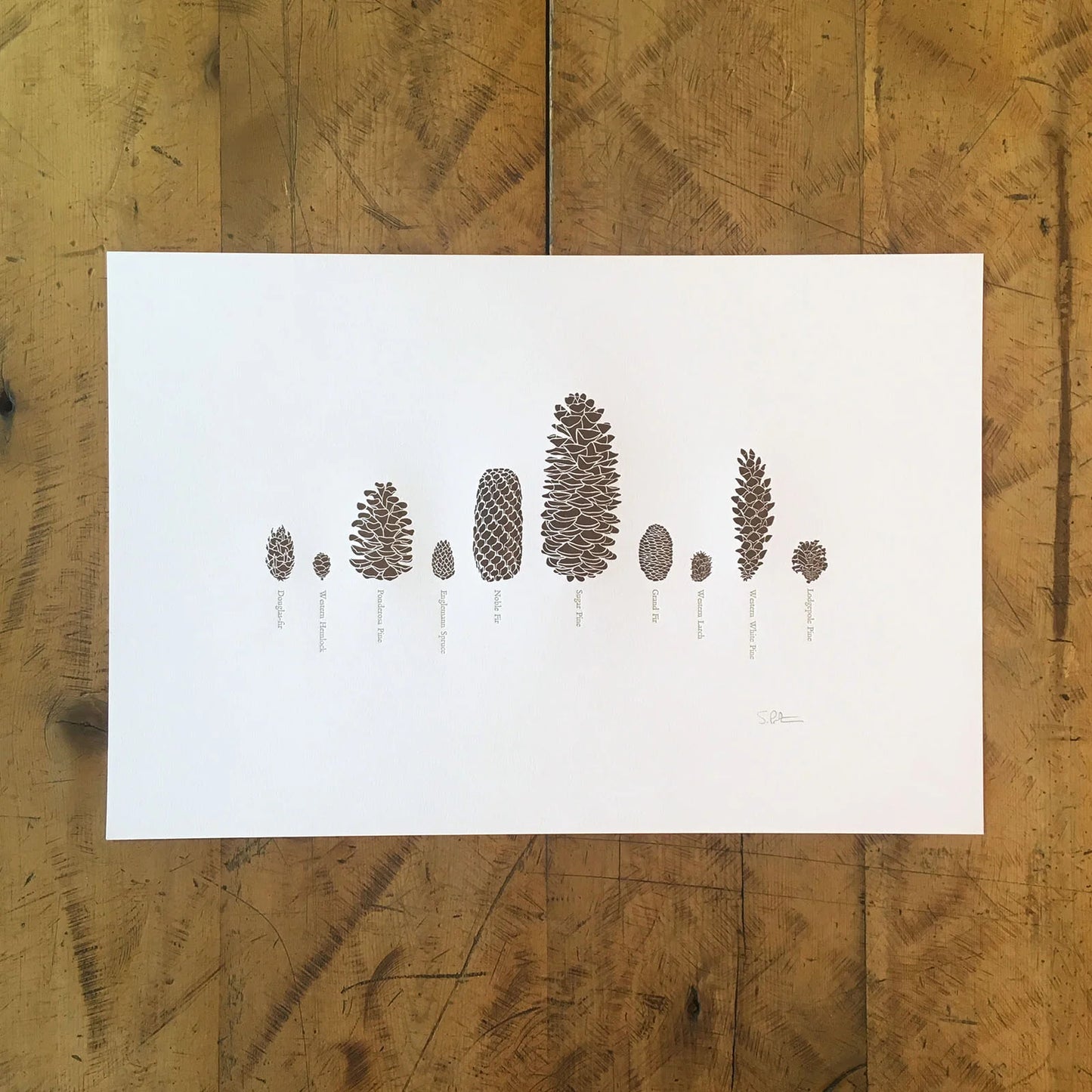 A Few Pinecones Letterpress Print by Green Bird Press