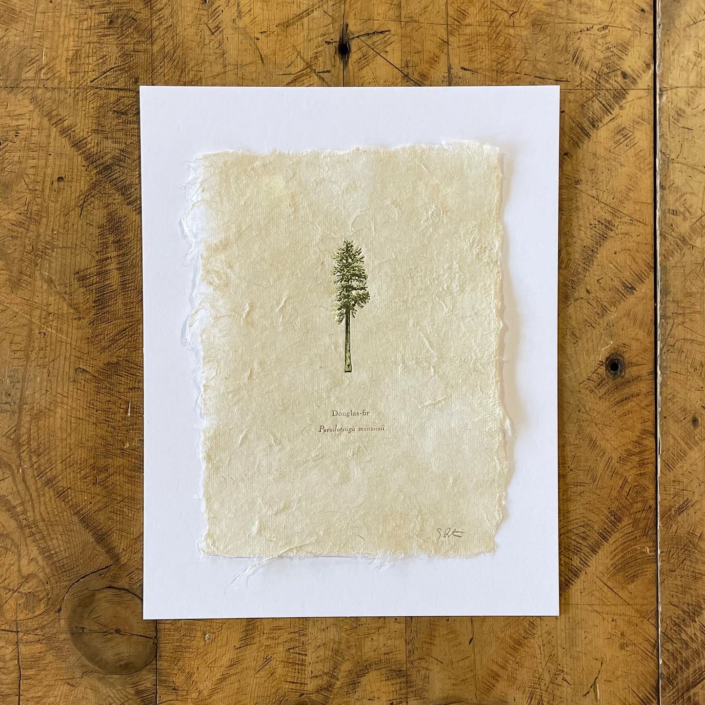 Douglas Fir Letterpress Print on Handmade Paper by Green Bird Press