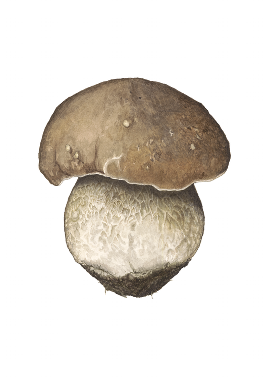Framed - Porcini Mushroom Print by Julie Hamilton