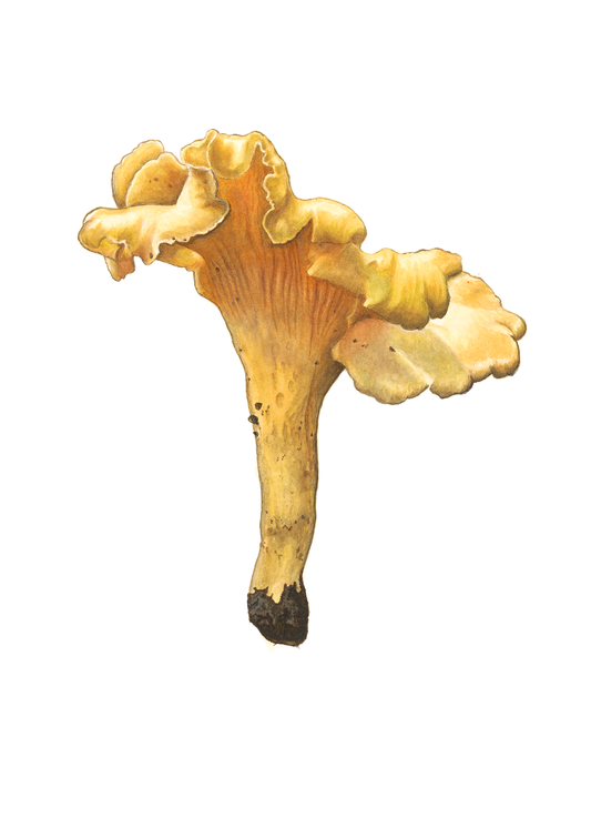 Large Chanterelle Mushroom Print by Julie Hamilton