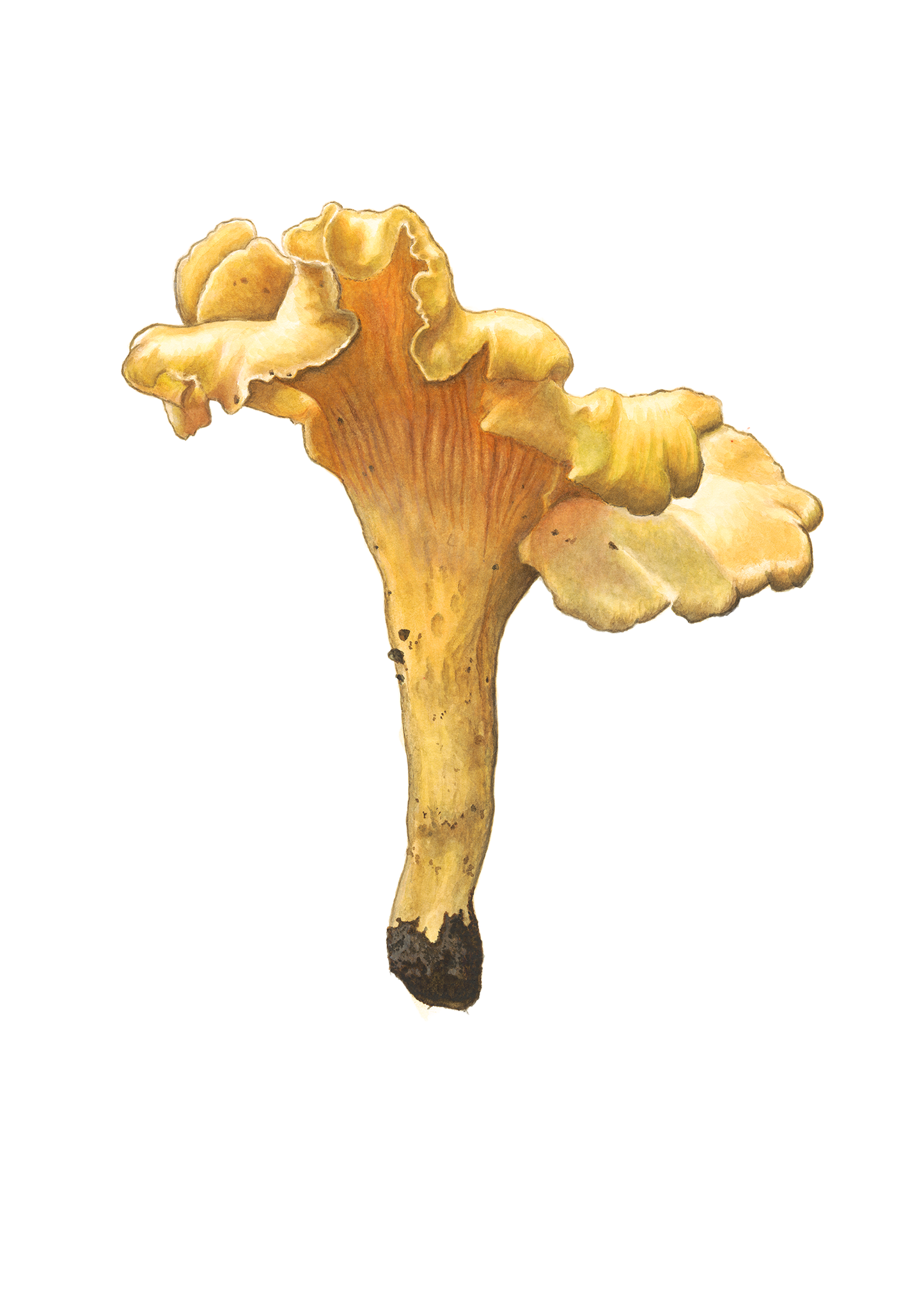 Framed - Large Chanterelle Mushroom Print by Julie Hamilton