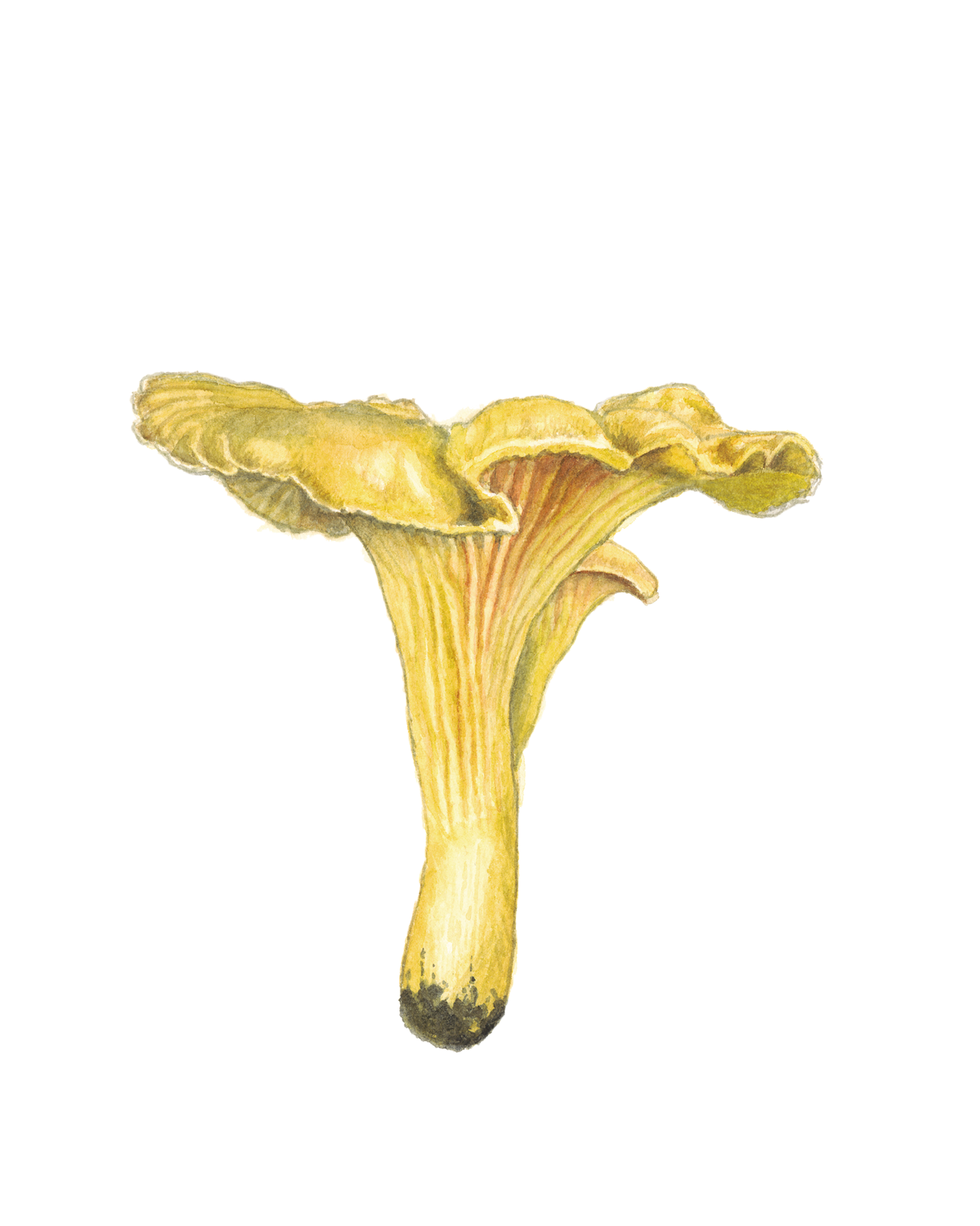 Small Chanterelle Mushroom Print by Julie Hamilton