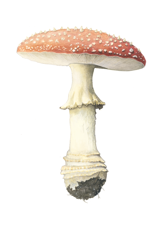Framed - Amanita Mushroom Print by Julie Hamilton
