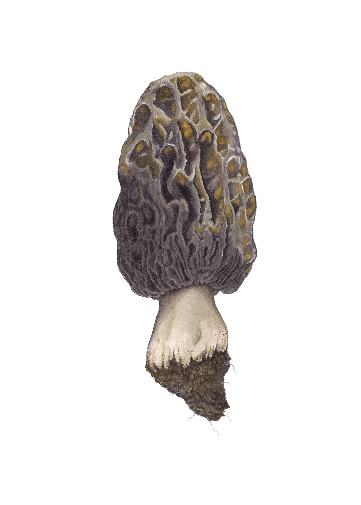 Framed - Morel Mushroom Print by Julie Hamilton