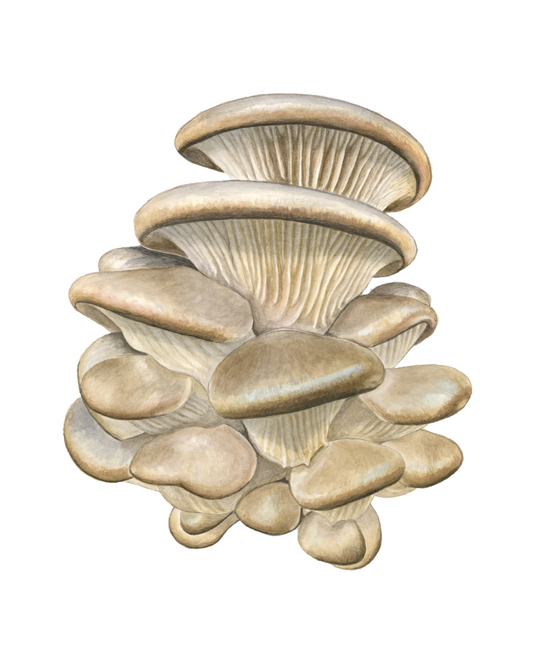 Framed - Oyster Mushroom Print by Julie Hamilton