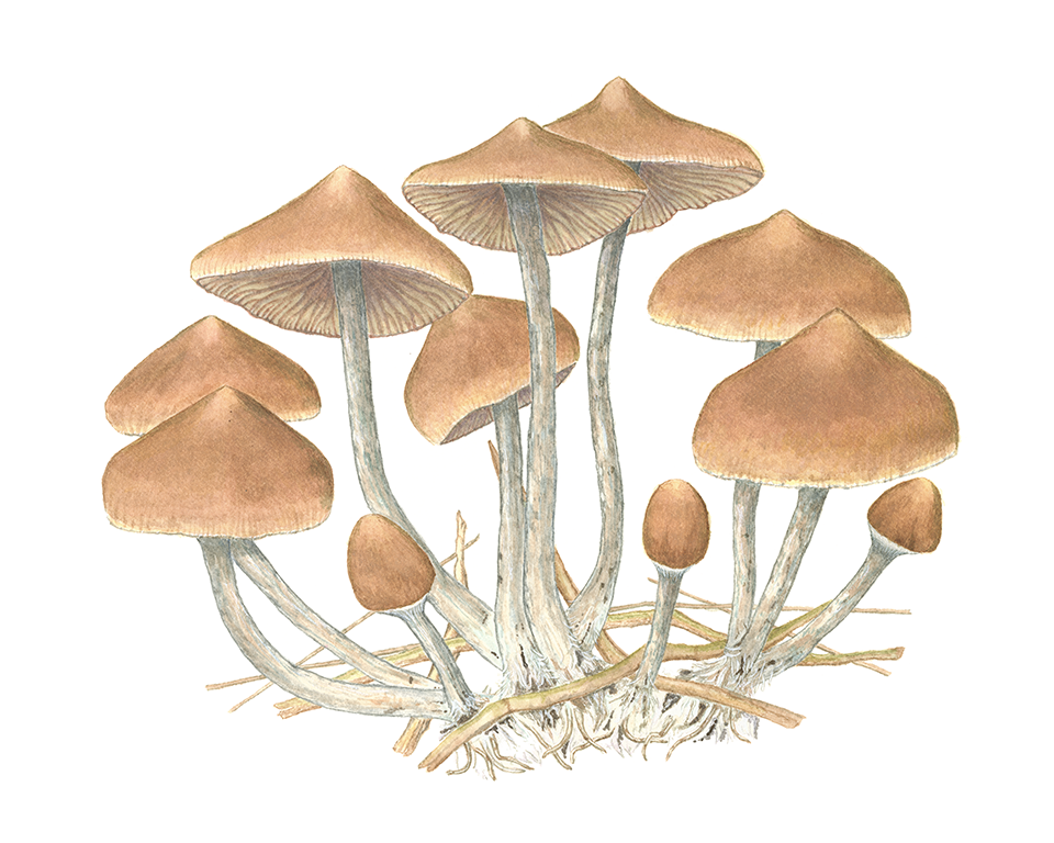 Psilocybe Mushroom Print by Julie Hamilton