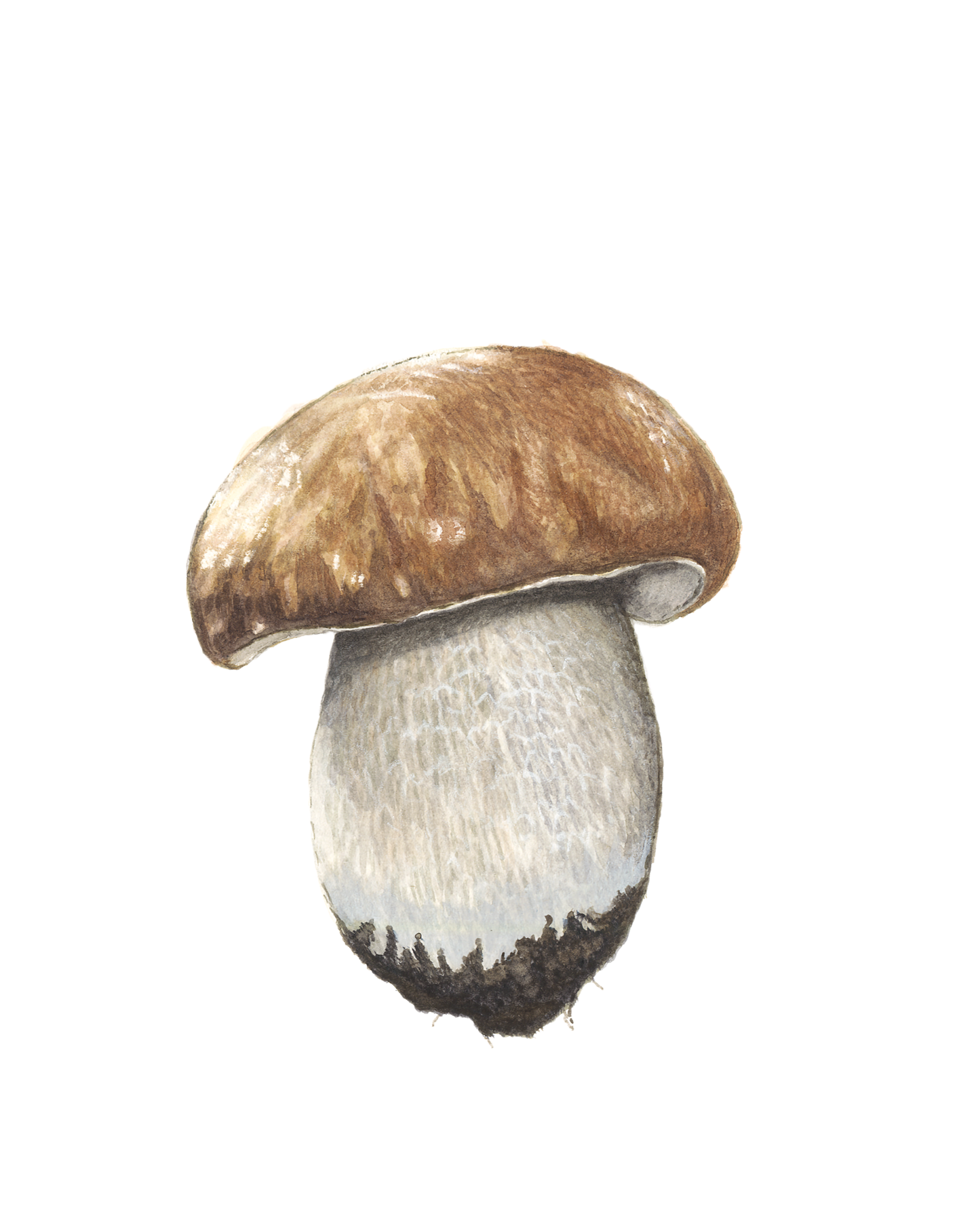 Rez-Veris Mushroom Print by Julie Hamilton
