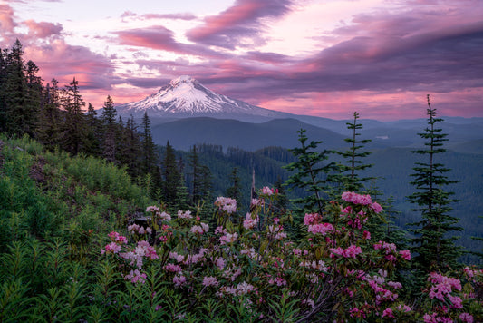 Mount Hood Wild Rhododendron by Extreme Oregon