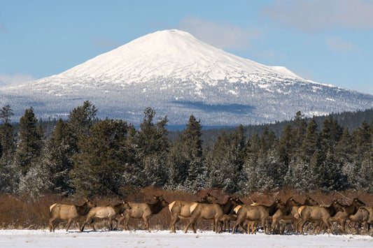 Mount Bachelor Elk Photograph by Extreme Oregon