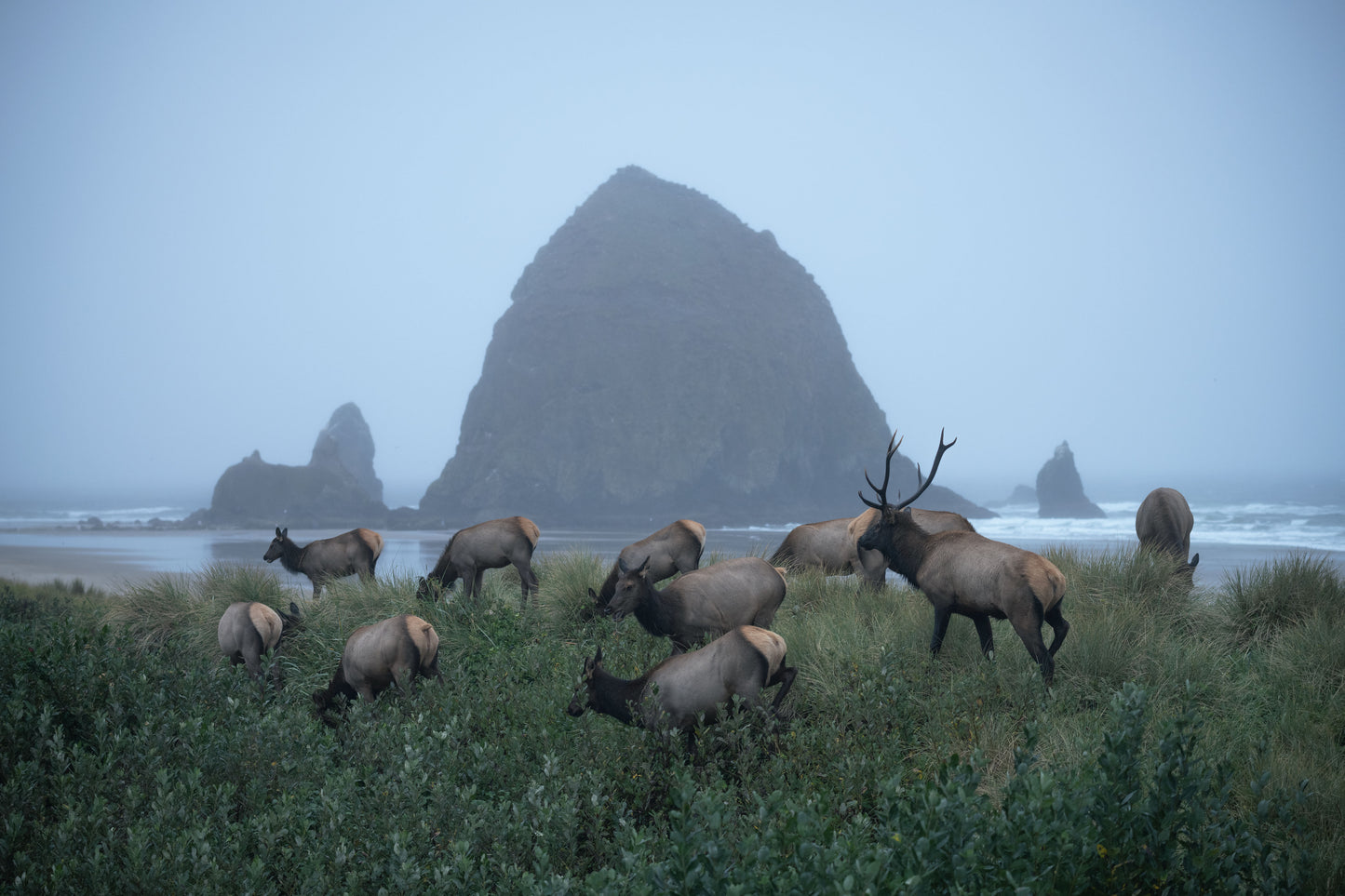 The Herd by Extreme Oregon